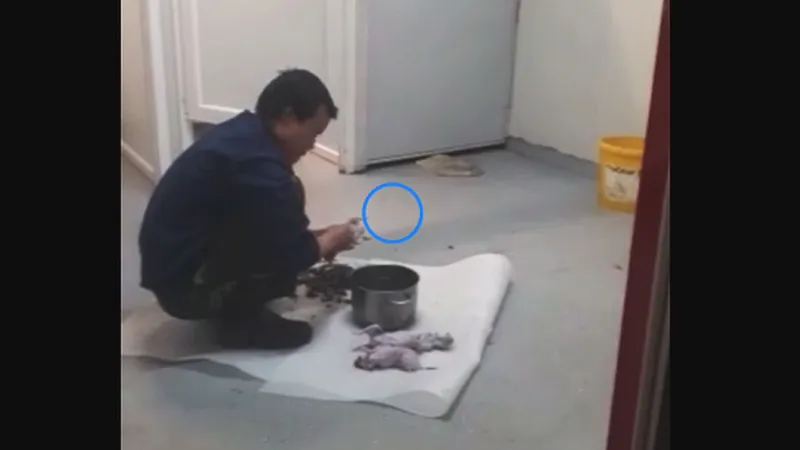 VIDEO Un grup de muncitori vietnamezi din Cluj au fost filmaţi gătind şobolani jupuiţi - captură video Facebook
