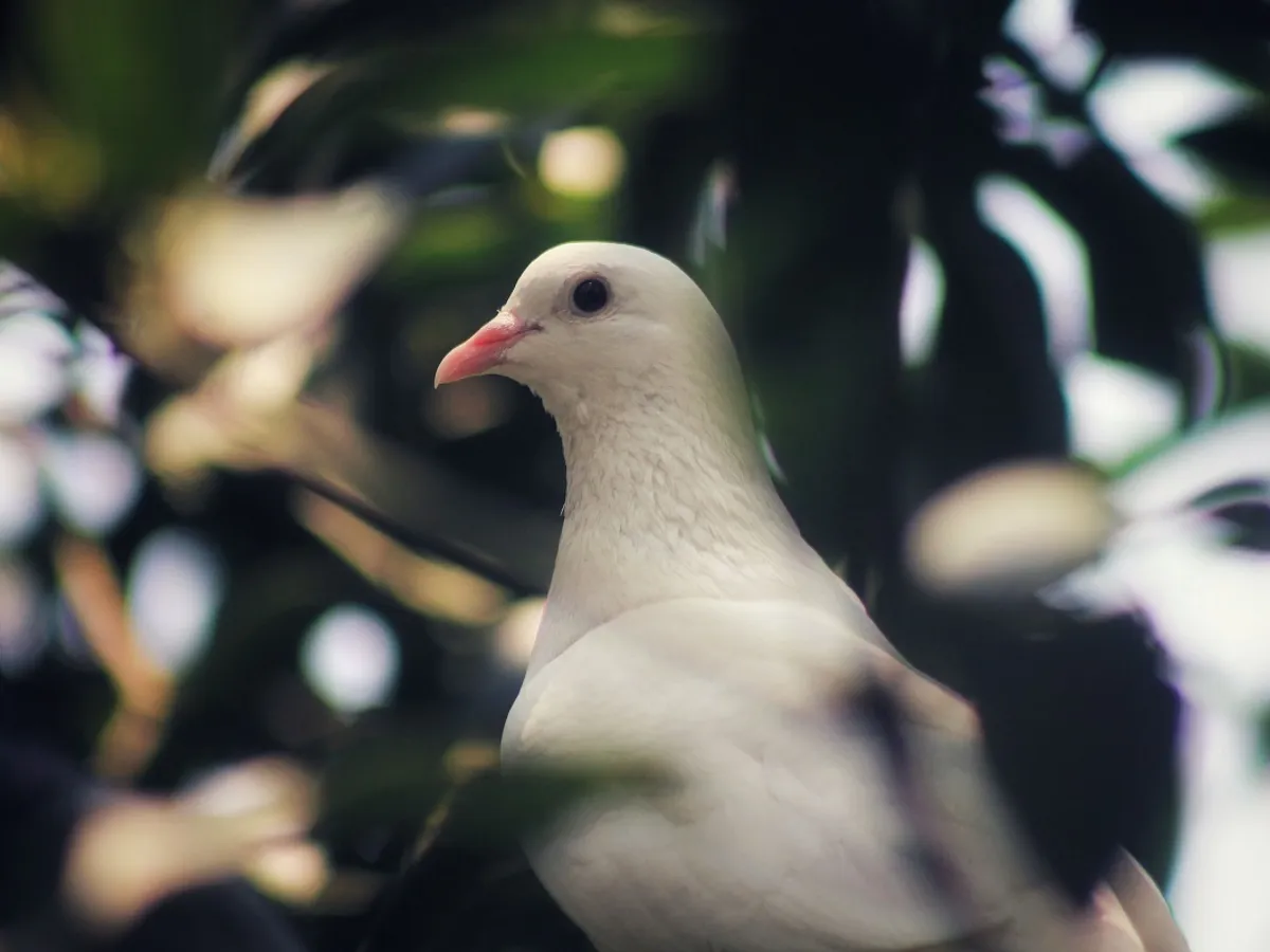 Porumbel alb - Foto: Pexels (cu rol ilustrativ)