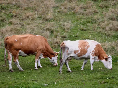 Bovine păscând în Parcul Naţional Piatra Craiului - Foto: INQUAM PHOTOS/Ştefan Constantin