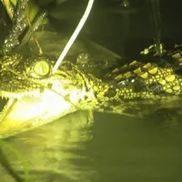 Opt pui de crocodil siamez, specie în pericol de dispariţie, găsiți în Srepok Wildlife Sanctuary. / Foto: news.cgtn.com