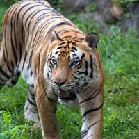 Incident dramatic la Grădina Zoologică. Un bărbat a fost ucis de un tigru. Cum s-a întâmplat? - Foto: Freepik.com (rol ilustrativ)