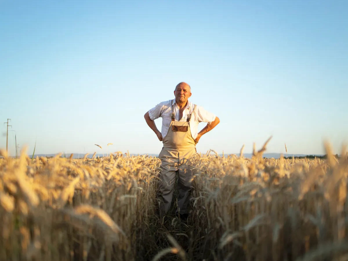 ANM: Dezvoltare normală la rapiță, orz și grâu de toamnă, cu încetiniri de vegetație în zonele depresionare