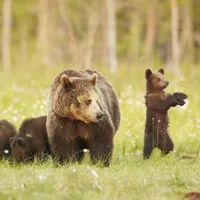 Alertă în Harghita după ce un pui de urs a fost prins într-o capcană. Ursoaica e prin zonă - Foto: Profimedia Images/ Imagine cu caracter ilustrativ