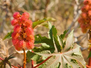 Ricinus - Foto: Profimedia