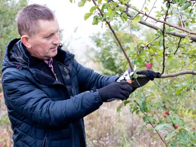 Amendă 1.500 lei dacă ai tuns pomii și ai aruncat crengile. Unde ai voie să le arunci - la tomberon? - Foto: Freepik (Imagine cu rol ilustrativ)