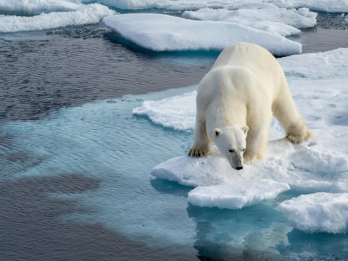 Urșii polari din Groenlanda suferă mutații rapide din cauza schimbărilor climatice