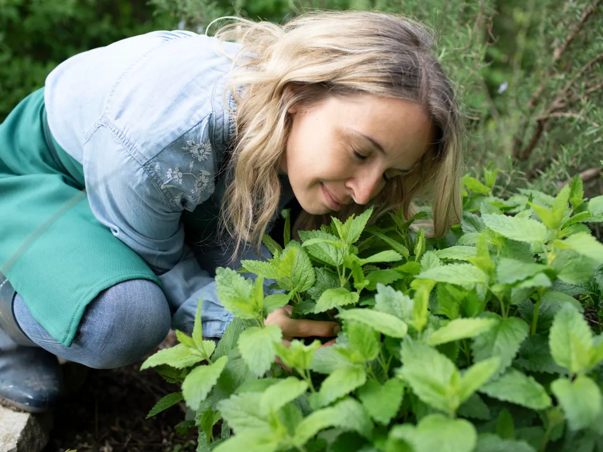 Cum poți ține căpușele departe cu tufe de mentă? Urăsc această plantă. La ce distanță nu se apropie? - Foto: Freepik (Imagine cu rol ilustrativ)