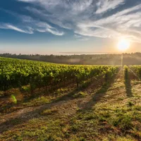 Au furat startul! În ce județ din România s-a început deja culesul viilor și cum se arată producția?  - Foto: Pixabay(imagine cu rol ilustrativ)