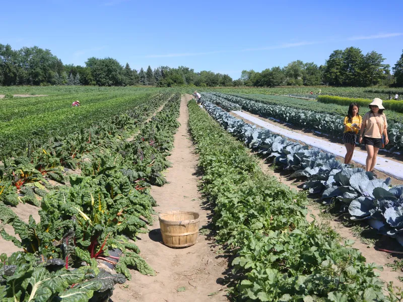 330 de euro primesc cei care muncesc în agricultură. Vezi în ce condiții se acordă stimulentele Foto: Profimedia Images (fotografie cu caracter ilsutrativ)