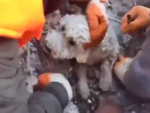 Lacrimi de fericire în ochii unui cățel îngropat până la gât în moloz când vede salvatorii - FOTO: Twitter/NineNewsNancy