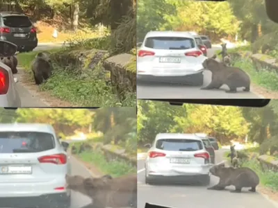 O ursoaica ataca o mașină - Foto: captură Facebook
