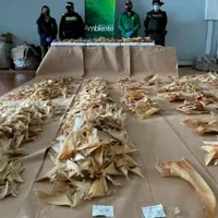 3.500 de aripioare de rechin cu destinația Hong Kong, confiscate în Columbia/FOTO: laprensalatina.com