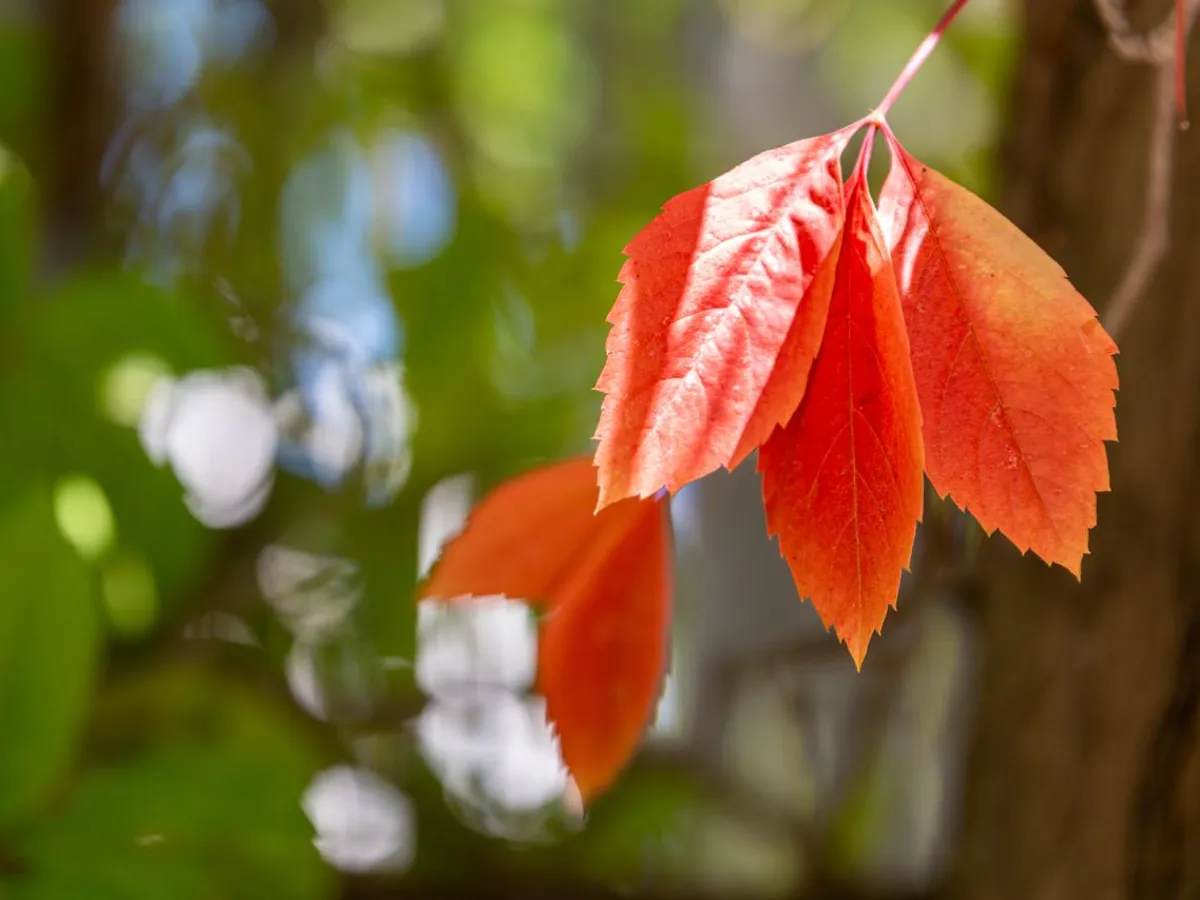 Vremea se schimbă în România: temperaturi peste normal şi secetă în toată ţara până pe 21 septembrie