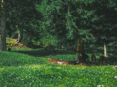 Pădure Foto: Pexels (imagine cu rol ilustrativ)