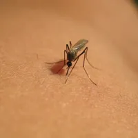 Țara iubită de români în care oamenii mor pe capete din cauza virusului West Nile. Unde se întâmplă? - Foto: Getty / imagine rol ilustrativ