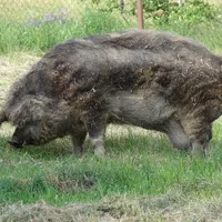 Foto: Wikipedia