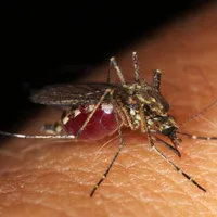 Virusul West Nile este transmis de țânțarul- tigru- FOTO: Facebook