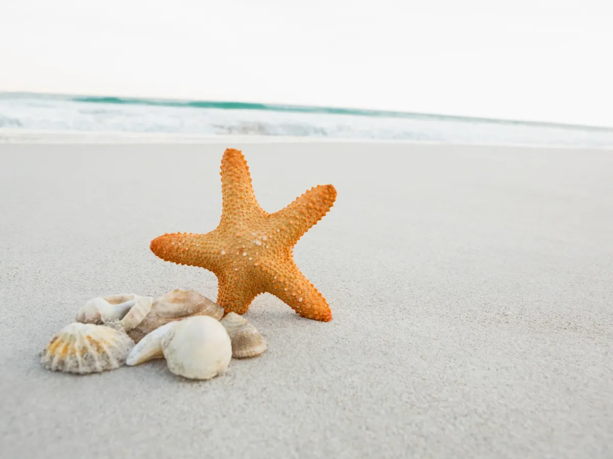 Stea de mare Foto: Freepik (rol ilustrativ)