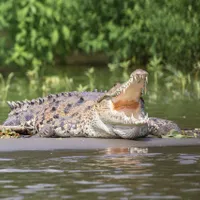 Un bărbat a sfârșit într-un mod brutal după ce a fost ucis de un crocodil. A ignorat avertismentele - FOTO: Pixabay