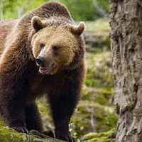 Ministrul Mediului a aprobat împușcarea a cinci urși din județele Argeş, Mureş şi Suceava. / Foto: news.ro