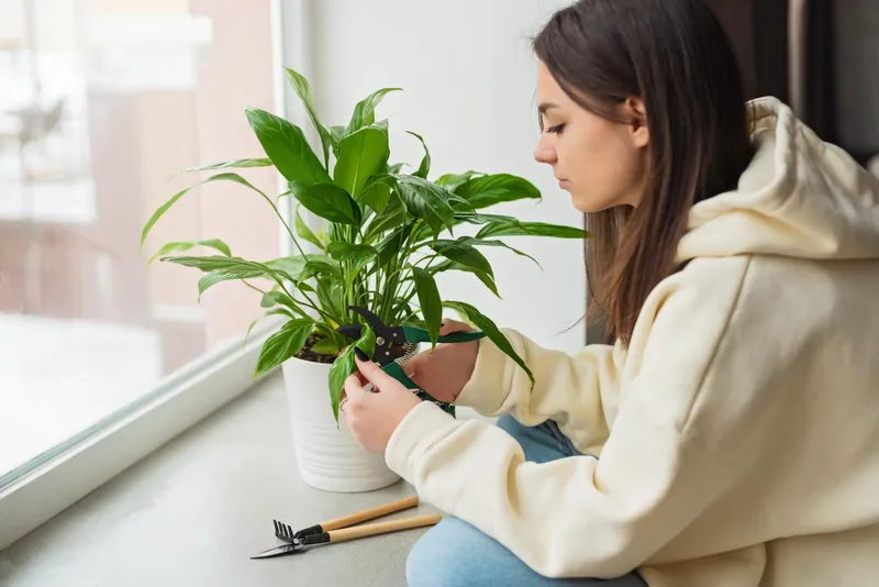 Plantă de apartament - Foto: Freepik (Imagine cu rol ilustrativ)