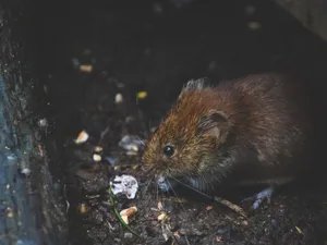 Șoarecii au ocupat și închisorile australiene. FOTO: Pexels.com