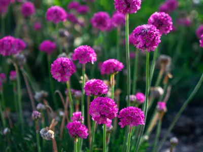 Armeria Foto: Pexels (imagine cu rol ilustrativ)
