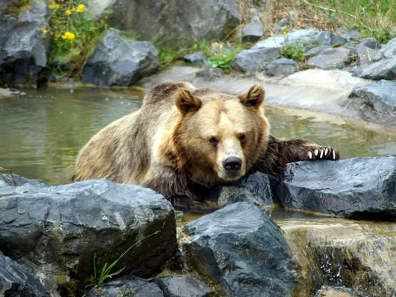 Un milionar din Rusia a recunoscut că a ucis un bărbat pe care l-a „confundat cu un urs”/FOTO: Pxels