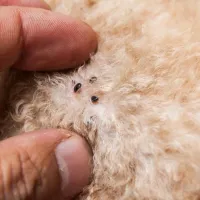 Frunzele de copac care te scapă pe vecie de purici. Benefice și pentru animale. Le găsești oriunde - Foto: Profimedia Images (imagine cu rol ilustrativ)
