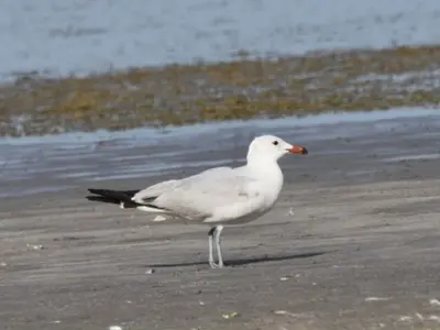 O nouă specie de pasăre a fost descoperită pe teritoriul României. De unde provine? - Foto: Societatea Ornitologică Română/ Facebook