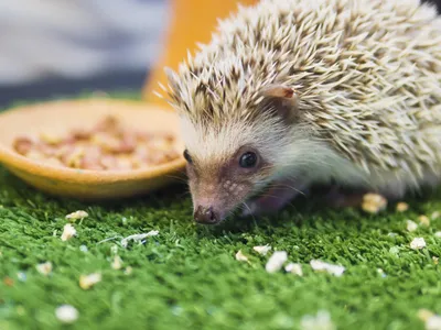 Arici într-o grădină - Foto: Freepik (rol ilustrativ)