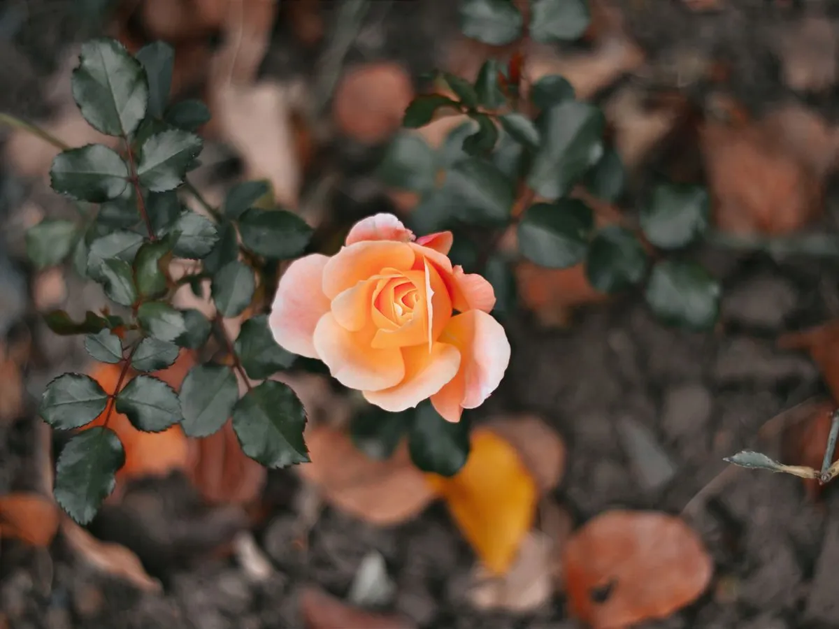 Trandafir - Foto: Pexels (Imagine cu rol ilustrativ)