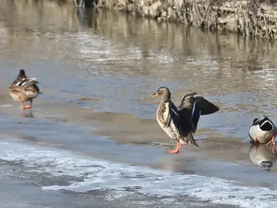 Delta urbană - Foto: ziaruldeiasi