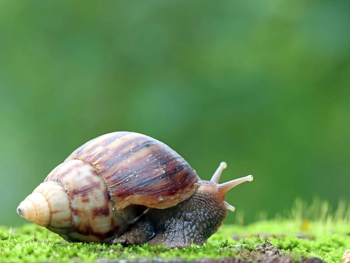 Pare imposibil, dar este adevărat: acest animal mic și lipicios are 40.000 de dinți. Descoperirea care uimește