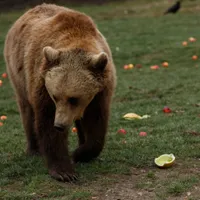 Mesaj RO-ALERT în Argeș după ce un urs a atacat un bărbat. În ce stare se află acesta și ce a urmat? - Foto: Arhiva / imagine cu rol ilustrativ)