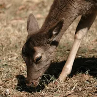 Un pui de căprioară a fost salvat de un jandarm. După, animalul nu mai pleca de lângă militar Foto: Pexels (fotografie cu caracter ilustrativ)
