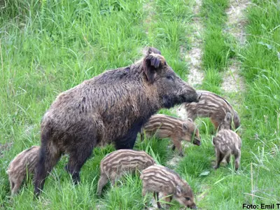 Guvernul Dăncilă vrea să împuște toate animalele sălbatice din zonele unde au fost găsiți mistreți bolnavi de pestă porcină. FOTO: Emil Todorov/SOR