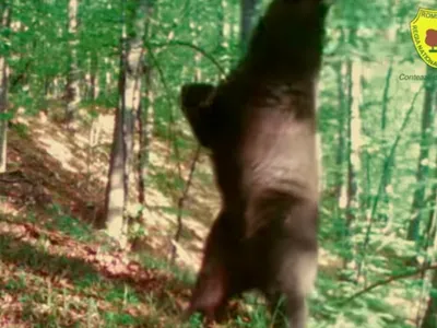 Ursul Baloo a ajuns într-un parc natural din Hunedoara. S-a ridicat în două labe și a dansat - Foto: Captura de ecran
