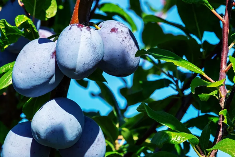 Prune