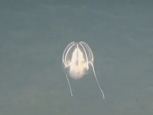 Un organism marin este fotografiat din submarinul Fendouzhe, în adâncurile oceanului - Foto: Pprofimedia Images (Imagine cu caracter ilustrativ)