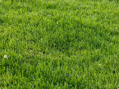 Gazon Foto: Freepik (imagine cu rol ilustrativ)