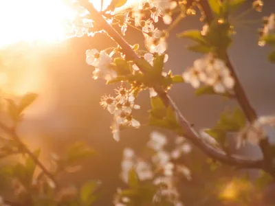 Meteorologii au anunțat când vine căldura. Va fi mai cald decât în mod obișnuit în aprilie Foto: Pexels (fotografie cu caracter ilustrativ)