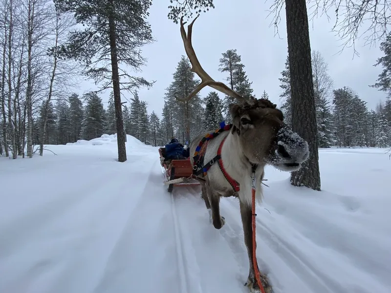 Safari cu sania trasă de reni. / Foto: Newsweek România