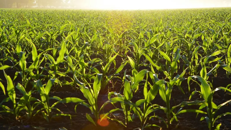 „Creditul Fermierului”, noua schemă de ajutor pentru agricultorii români - Foto: Pexels (cu rol ilustrativ)