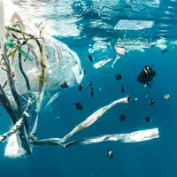 Plastisfera, ecosistemul creat de om, care pune stăpânire pe oceanele lumii/FOTO: Pixabay