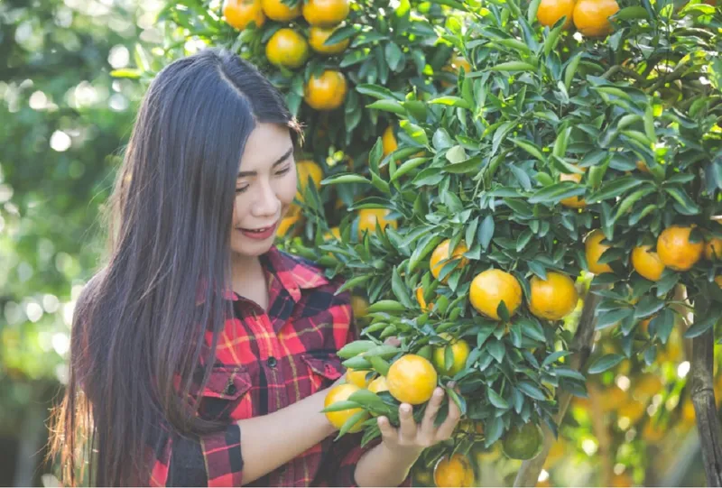 Mandarine - Foto: Freepik