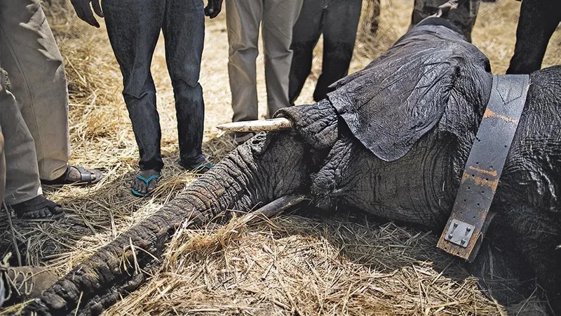 Unui elefant din Parcul Naţional Zakouma i se montează un dispozitiv de urmărire
