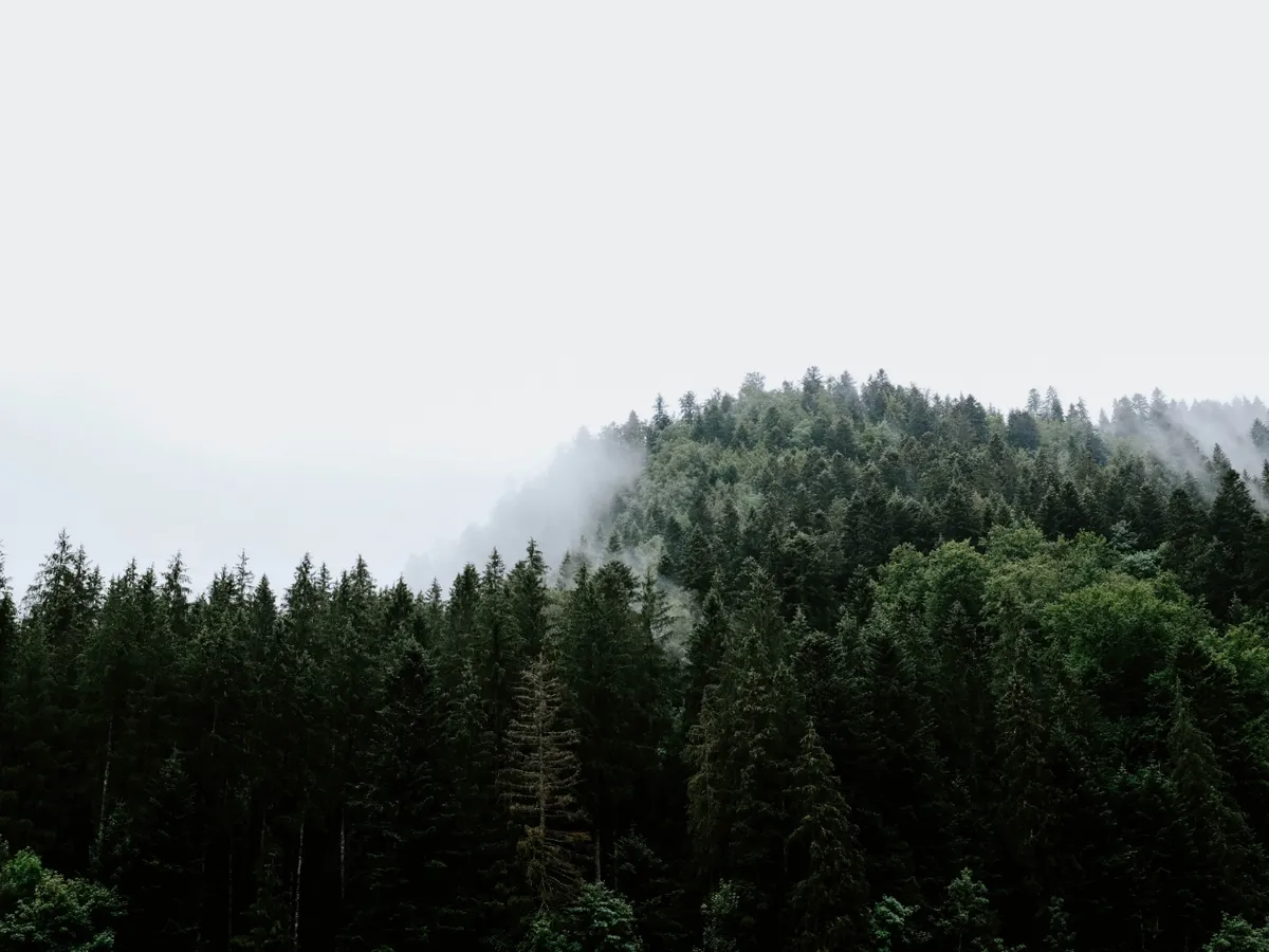 Pădure Foto: Freepik (imagine cu rol ilustrativ)