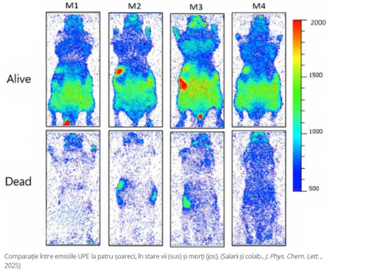 Soareci - Foto: Sciencealert.com