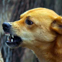Primăria Abrud va plăti daune de peste 10.000 de lei unui bărbat/FOTO: xnn.ro